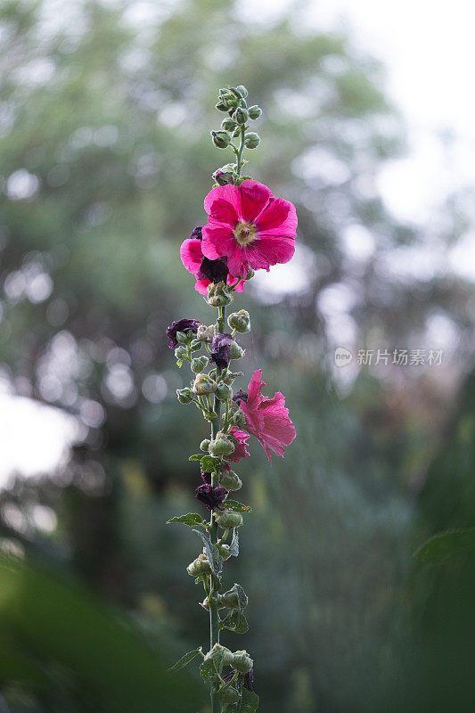 美丽的alcea rosea (hollyhock)花特写